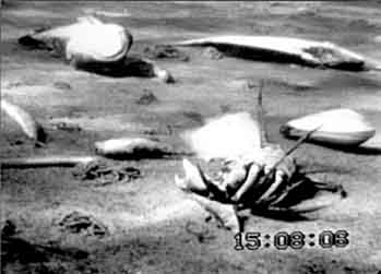 Picture of the sea floor in the Western Baltic covered with dead or dying crabs, fish and clams killed by oxygen depletion