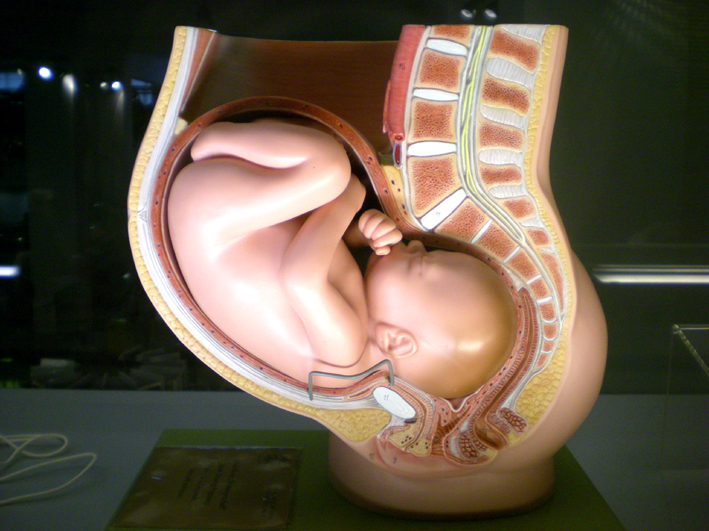Model of a baby in the womb