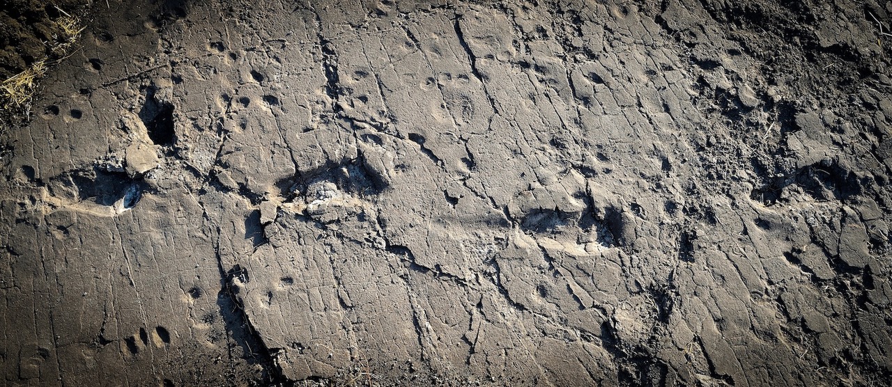 Ancient hominin footprints at the Laetoli site, Tanzania. Credit: Raffaello_Pellizzon
