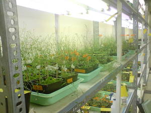 The Forest Lab