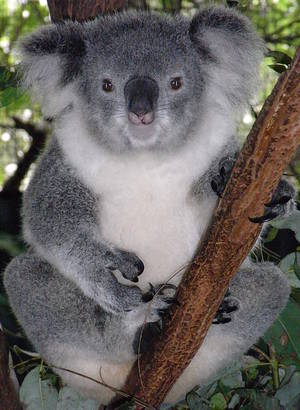 Koala Female