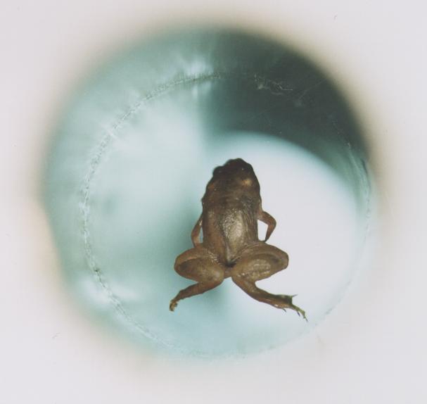 An Ig Nobel Prize Winning Levitating Frog
