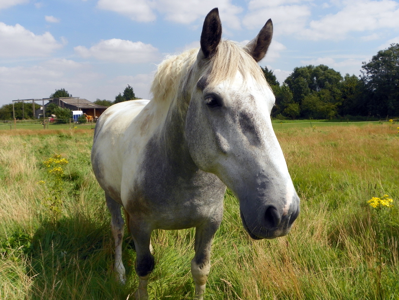  {{Information | Description = Third horse at Lower Green Farm, Ickleford. Herts GOC's walk in Ickleford, Holwell, Pirton, Oughtonhead and the surrounding countryside, 11 August 2012. | Source =...