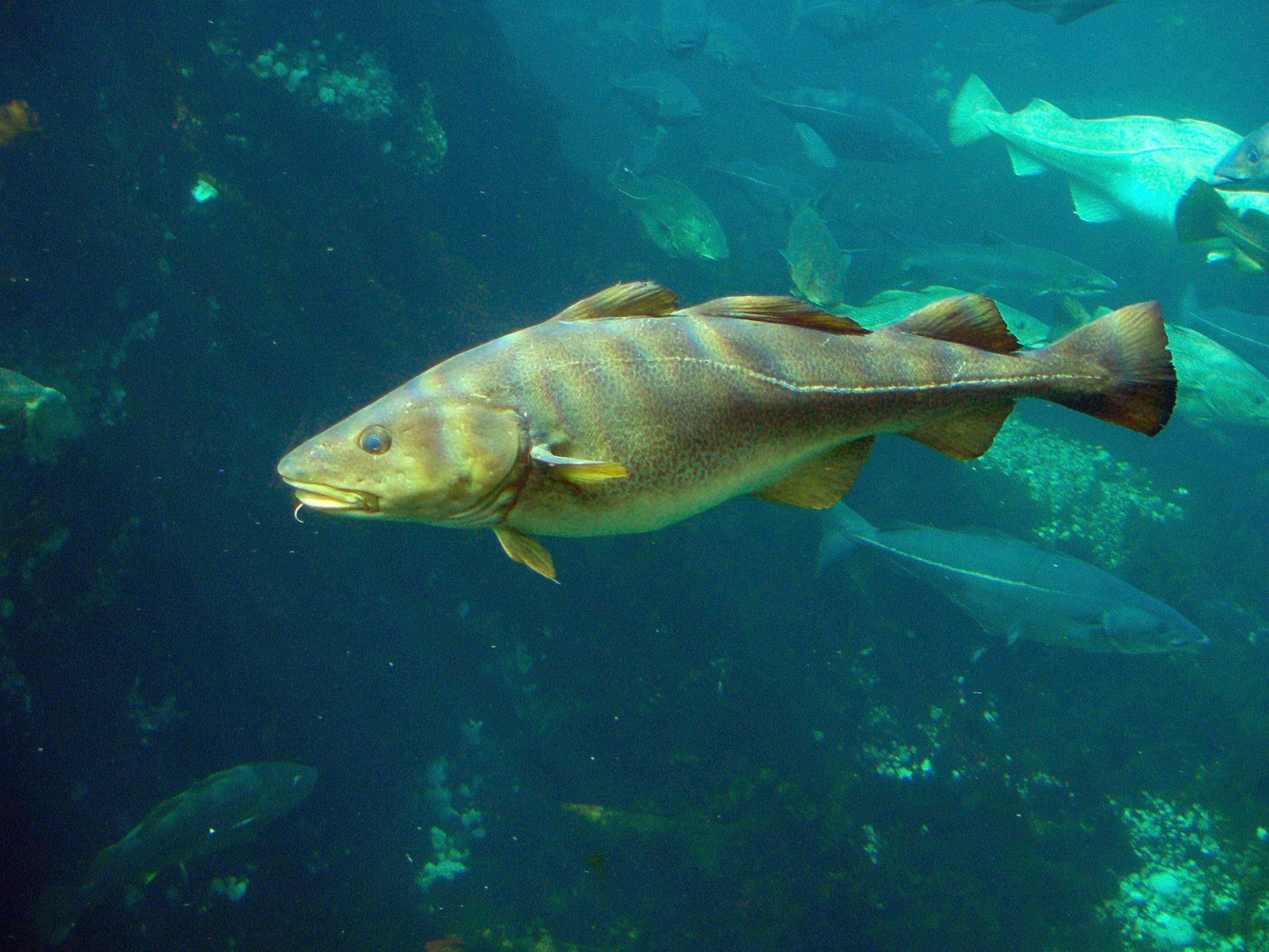 Cod (Gadus morhua)