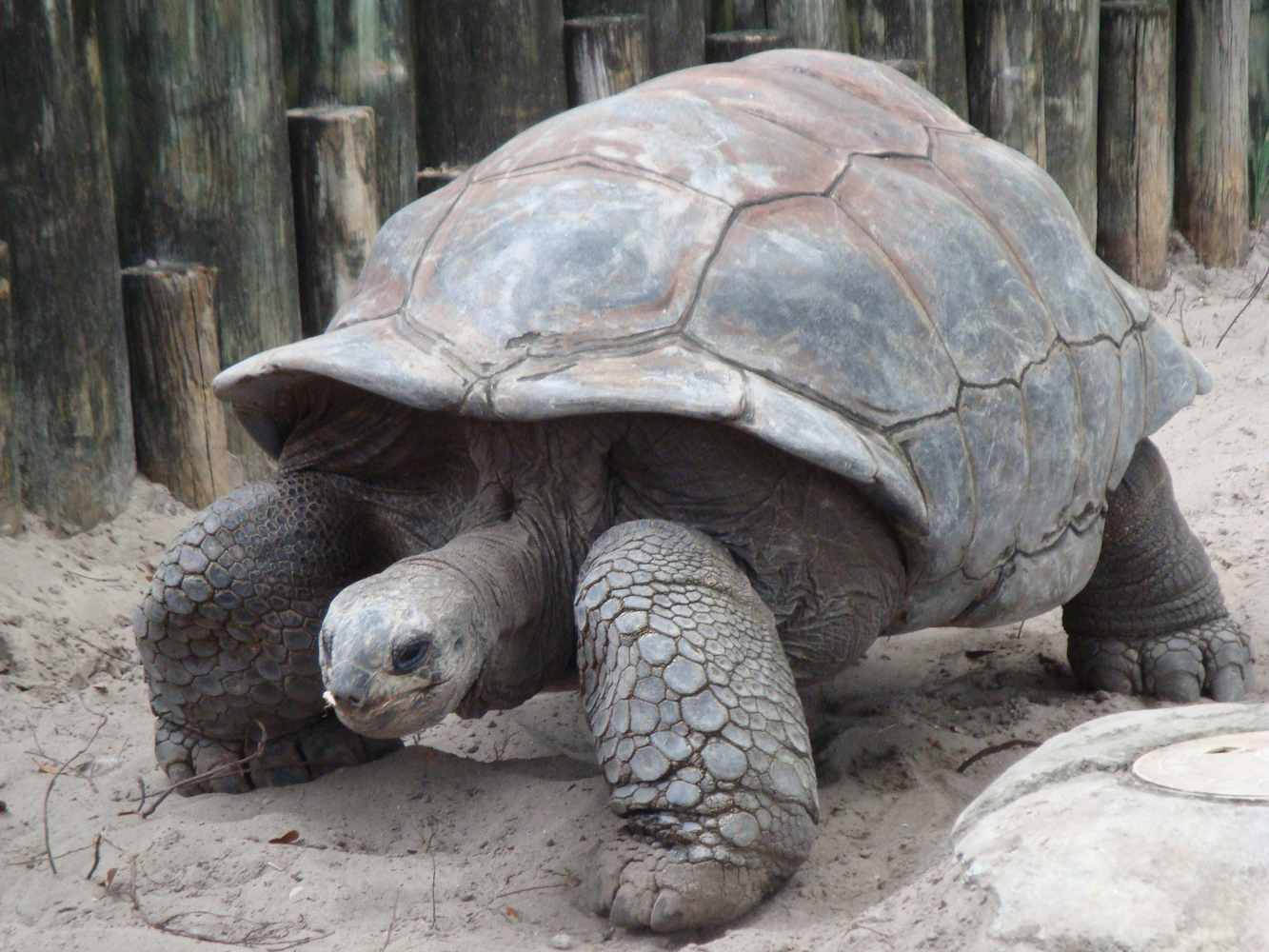 A Galápagos Giant Tortoise