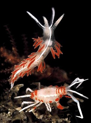 Amphipod mimicry