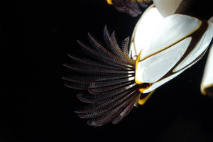 Goose Barnacle