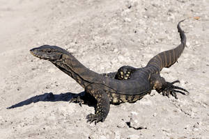 Goanna (Bungarra) photographed on a limestone track near Boranup Beach Western Australia.