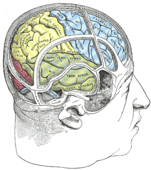 Drawing of a cast to illustrate the relations of the brain to the skull.
