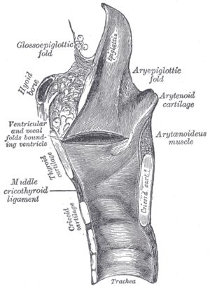 Larynx