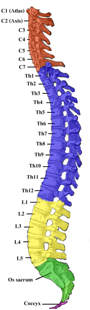 Vertebral / spinal column