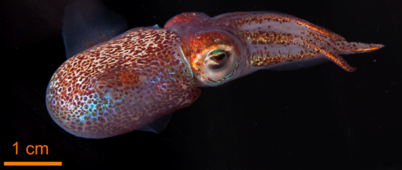 The adult Hawaiian bobtail squid (''Euprymna scolopes'') with inset scale.