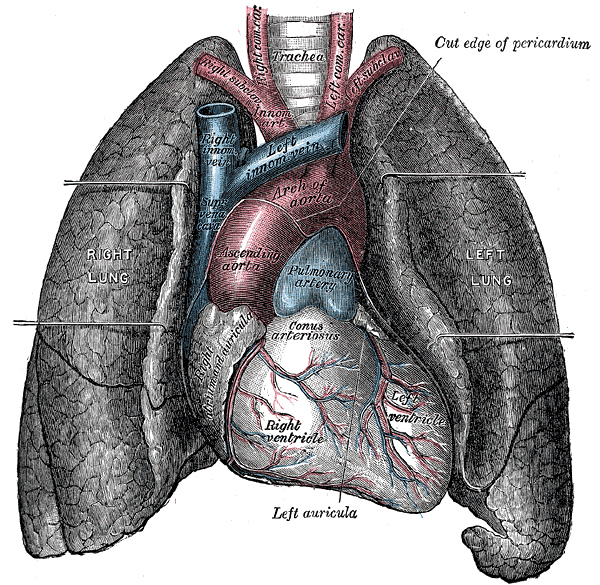 Heart and Lungs