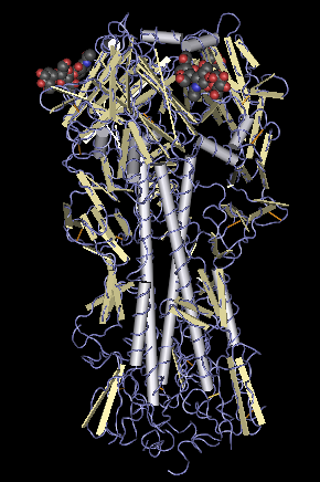 haemagglutinin