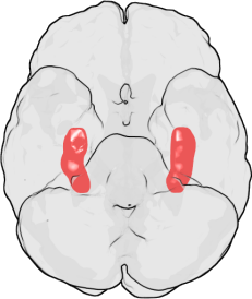  Location of the Hippocampus in the Human Brain. The figure shows the underside (ventral view) of a semi-transparent human brain, with the front of the brain at the top. The red blobs show the approximate location of the hippocampus in the temporal...