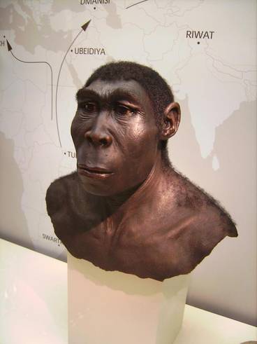 Reconstruction of a Homo erectus