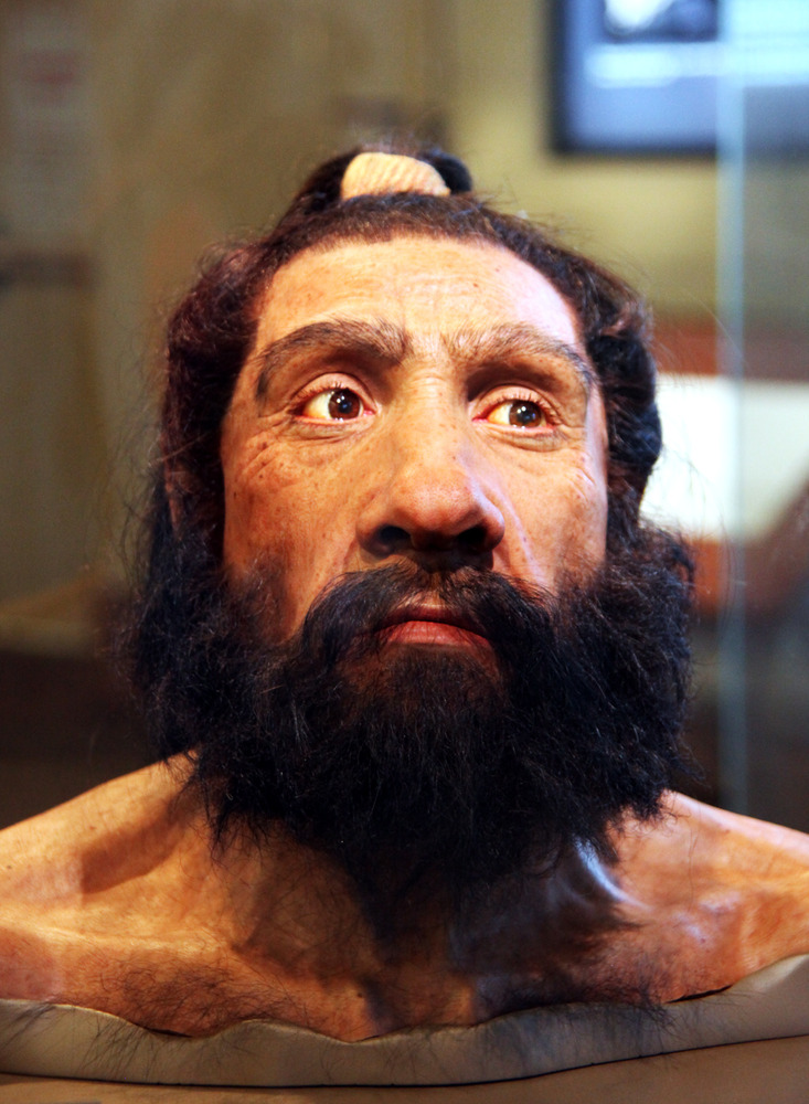 adult Neanderthal