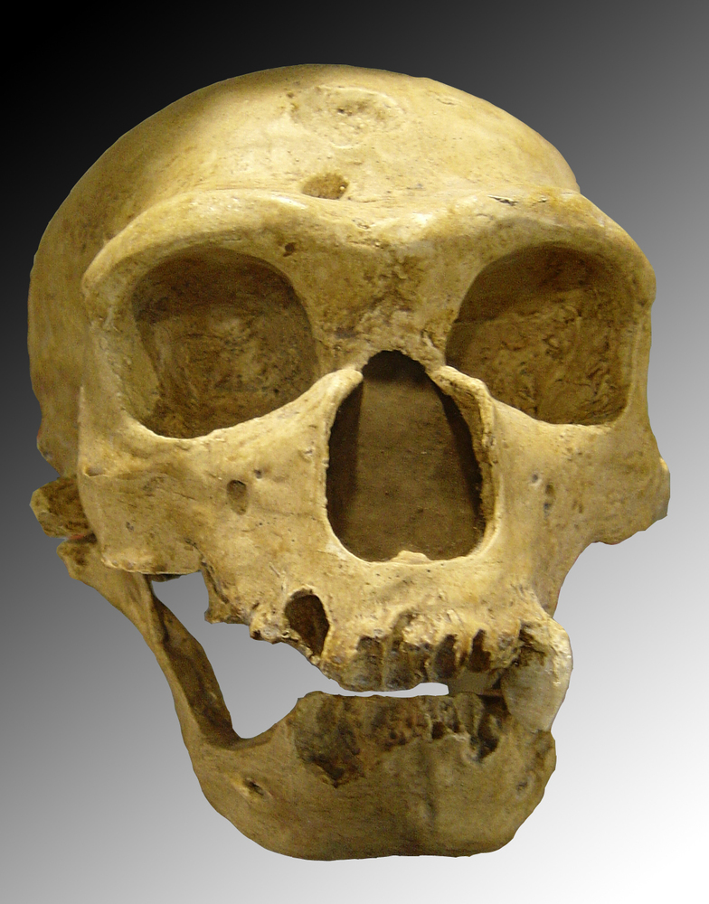Recently discovered hominid species shared the landscape with modern humans and neanderthals. Neanderthal skull featured.