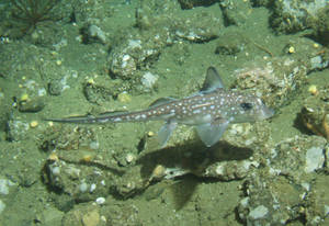 Hydrolagus colliei chimaera