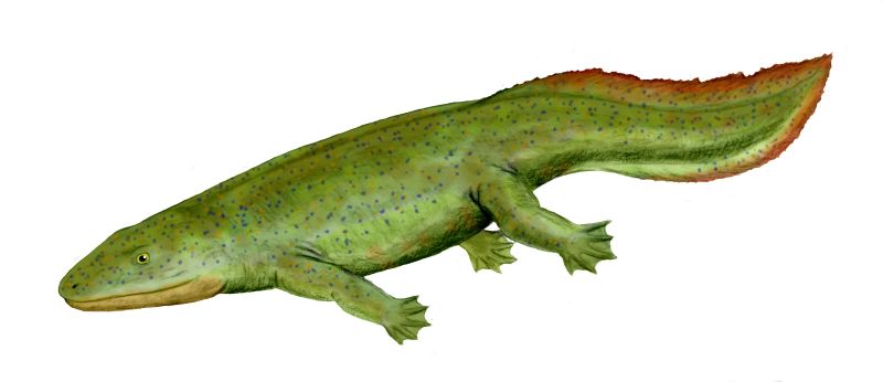 An old idea of what a tetrapod might have looked like