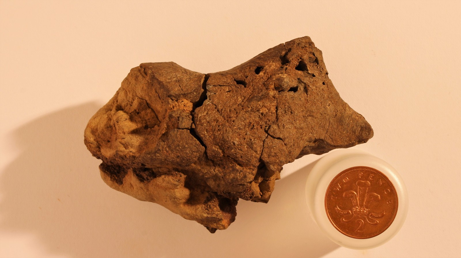 Fossilised_dinosaur_brain