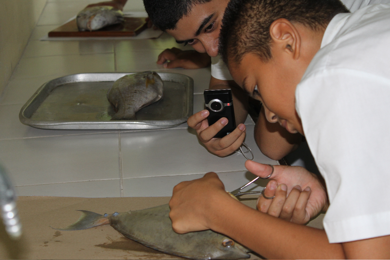 Disecting a fish
