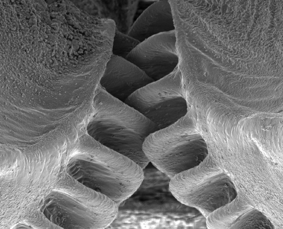 The plant hopper Issus coleoptratus has gears that synchroniSe the action of its hind legs during a jump.