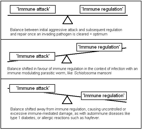 Immunological balancing act between destruction and regulation