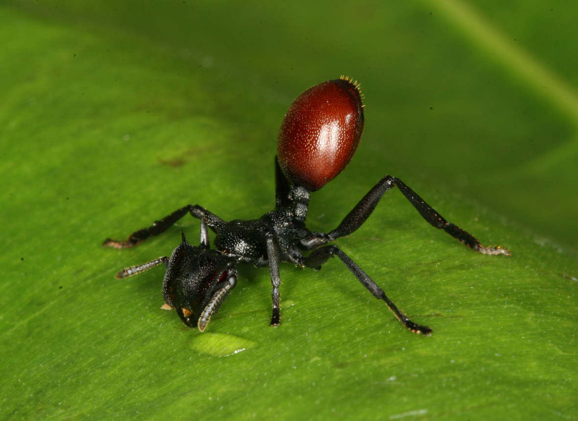 Infected ant looking like a berry