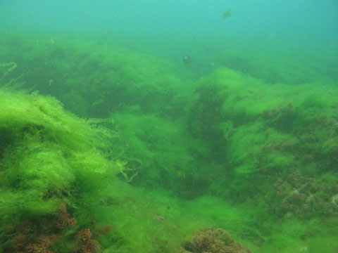 Algae growing on coral
