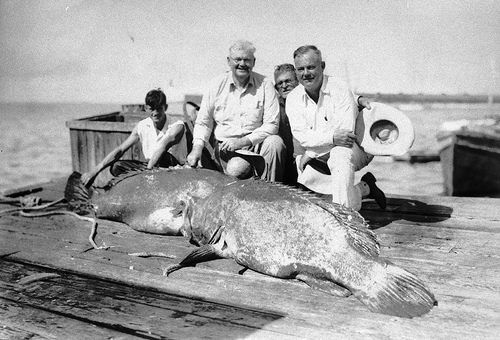 Jewfish