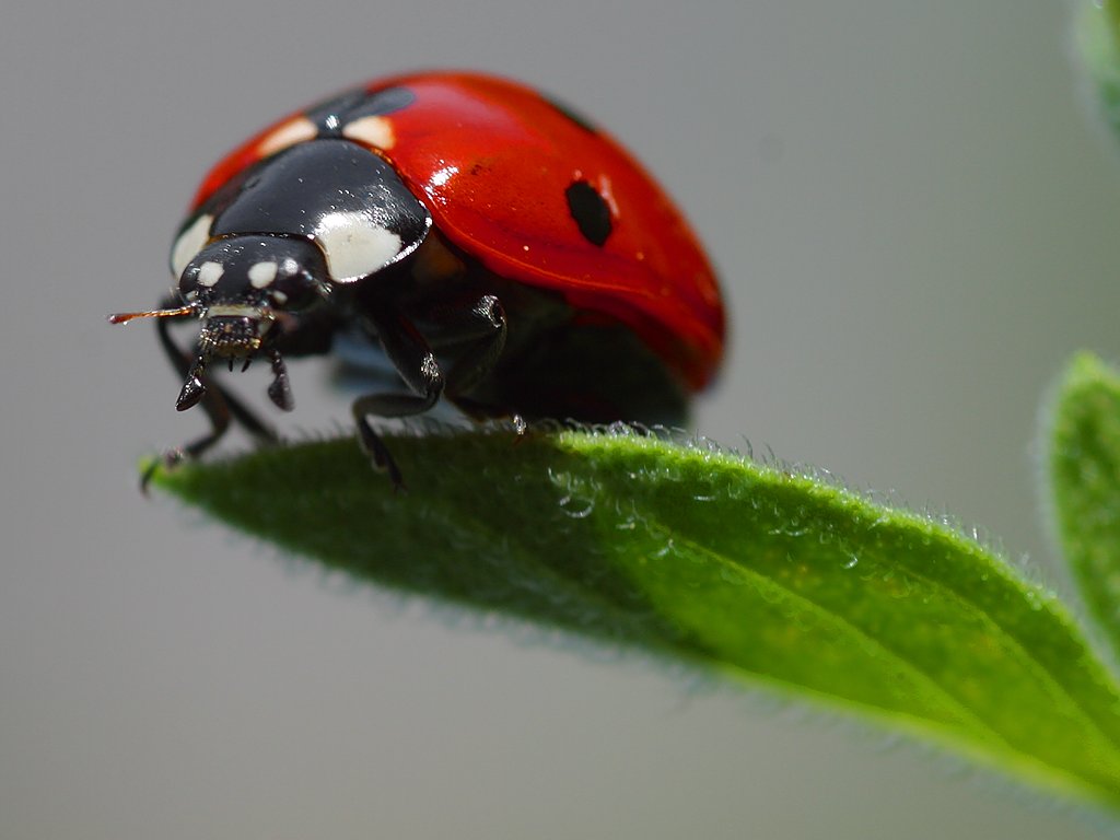 A ladybird