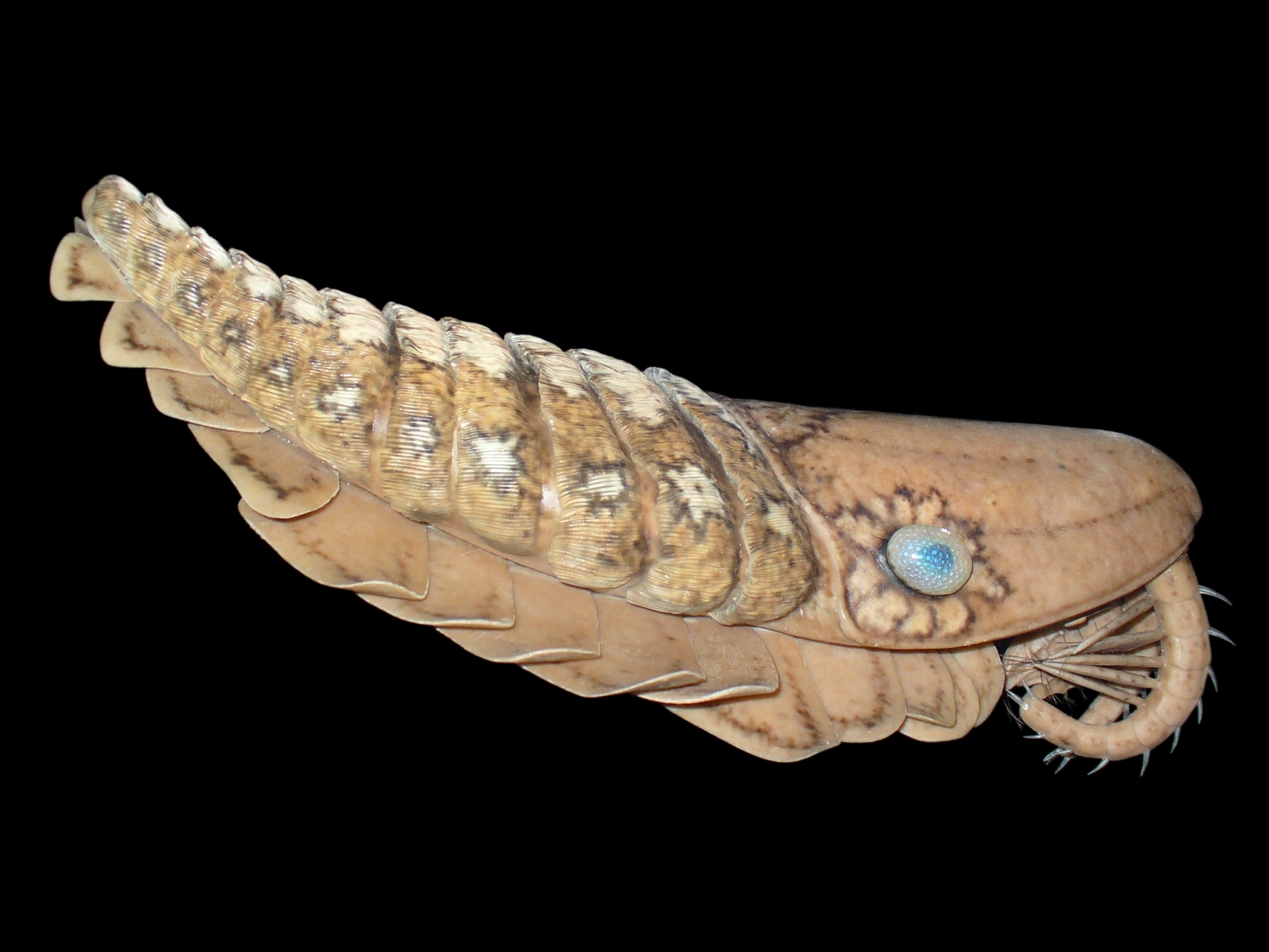 Laggania cambria, an anomalocaridid, showing the dorsal blades along the back, and swimming lobes down the sides.