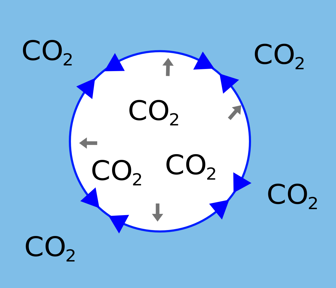 A large bubble