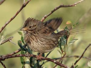 Adult Lincolns Sparrow