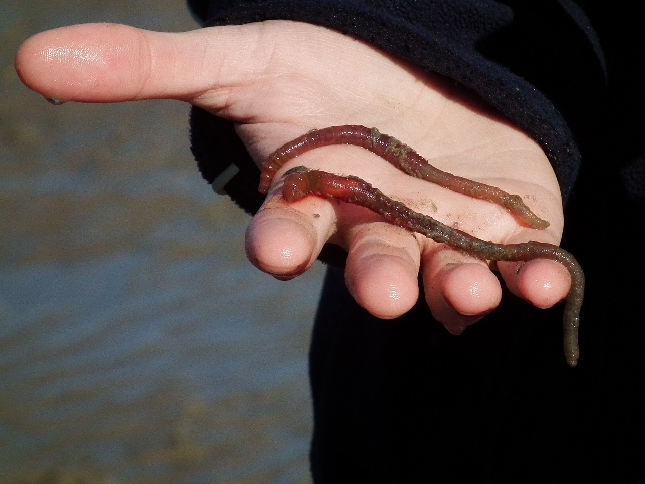 Marine lugworm - Arenicola marina