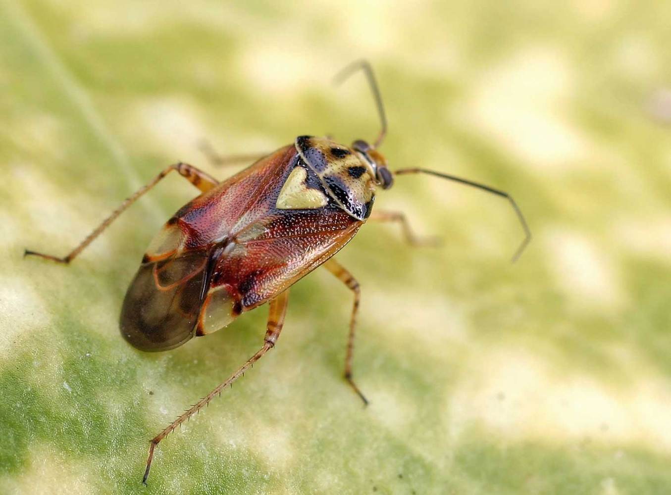 Lygus bugs of the family Miridae are serious pests in the cotton, strawberry, and alfalfa industries.