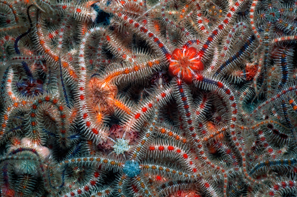 Common brittlestars