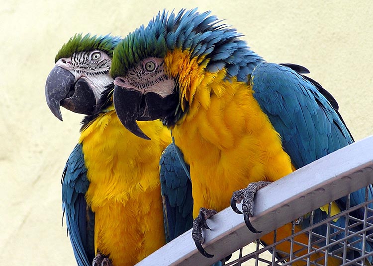 Blue and Yellow macaws at Combe Martin Wildlife and Dinosaur Park, North Devon, England.