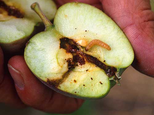 Codling Moth Larvae