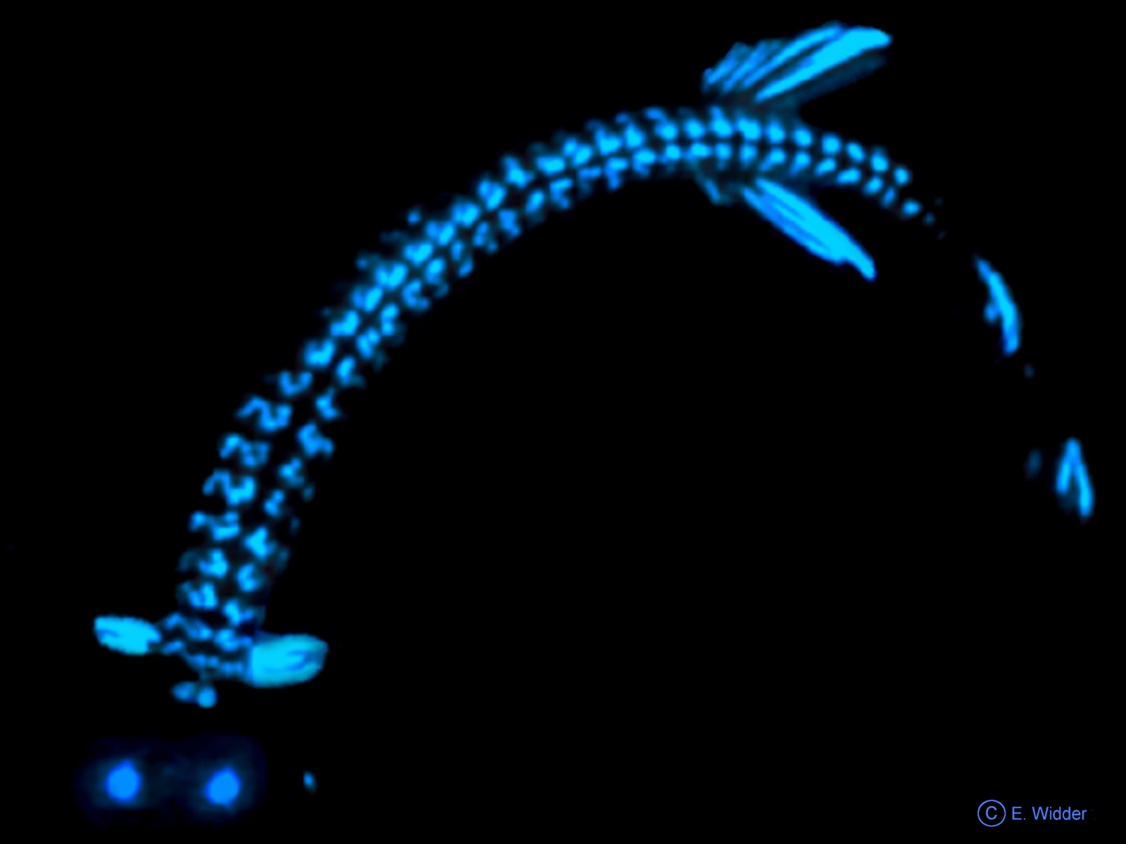 Melanostomias