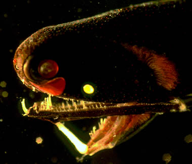 Figure 2: Malacosteus niger