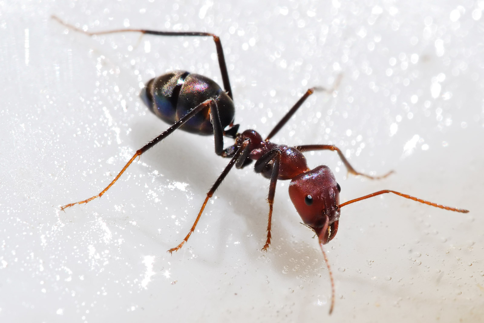 Ant feeding on Honey