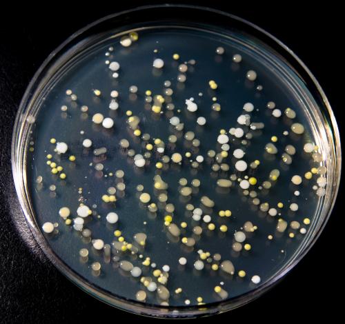 Microbes cultivated from a surface sample of a mobile