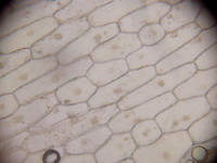 Onion Cells