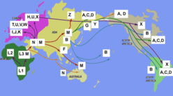 mtDNA migration model