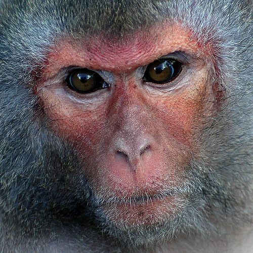 A Rhesus Macaque