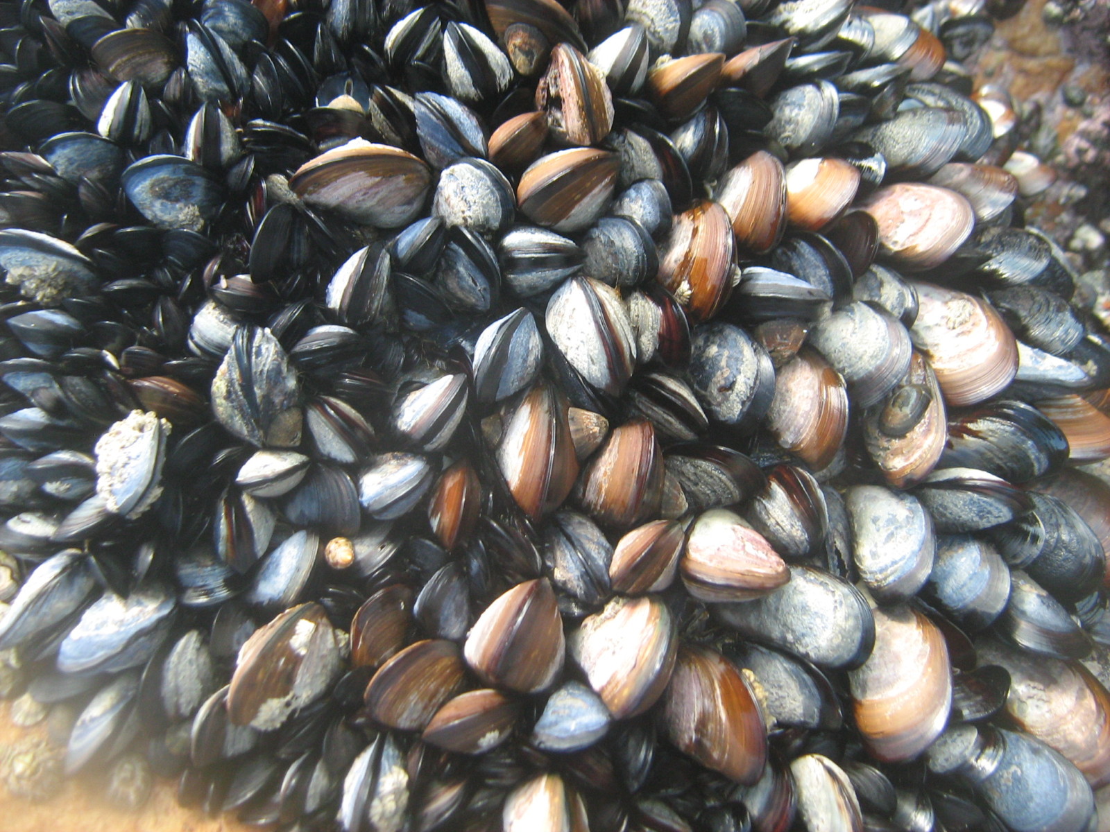 Mussels