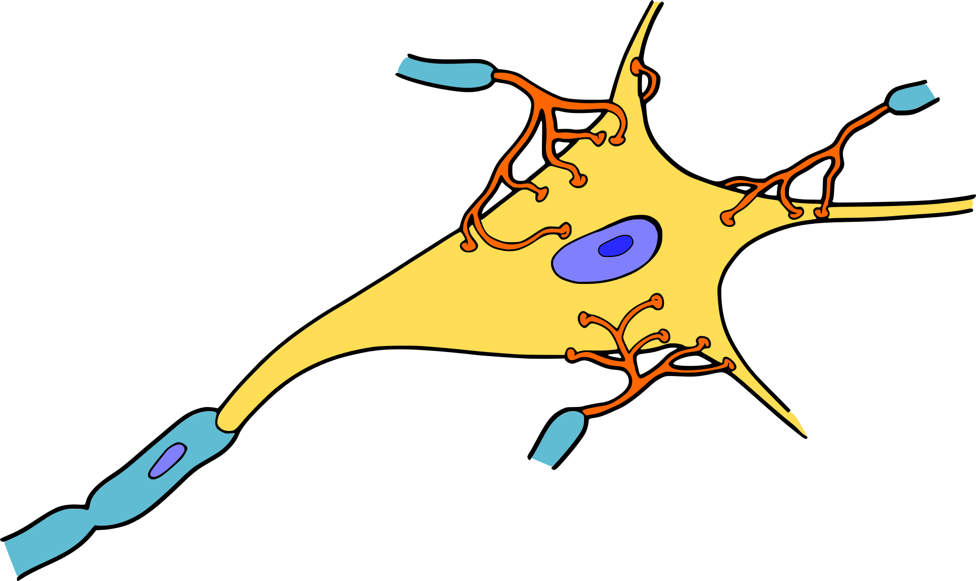 Cartoon representation of a nerve cell