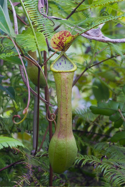 Nepenthes alata - The Pitcher Plant
